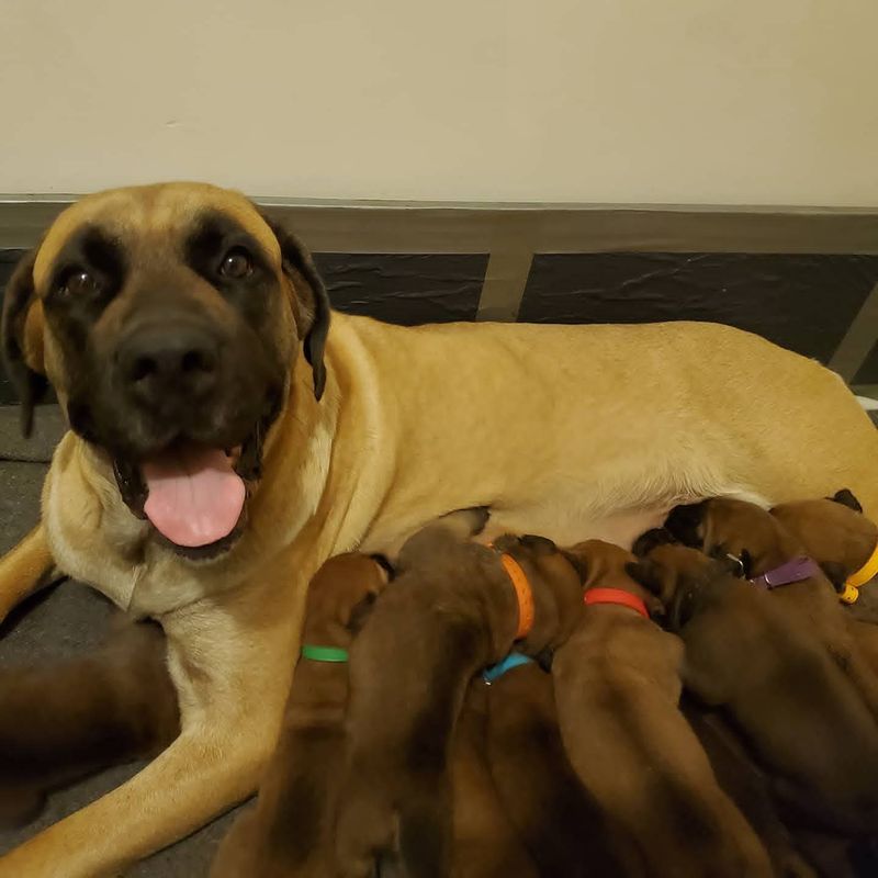 Fawn mastiff mother resting with her litter of newborn puppies in coloured ID collars