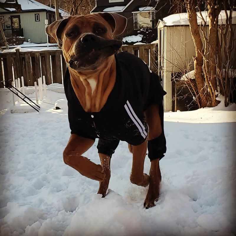 Young mastiff in a sweater standing in the snow