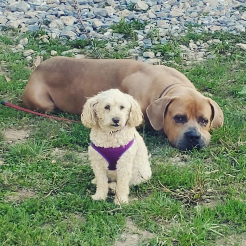 Fawn Maso Mastiff lying in the grass beside a small white dog
