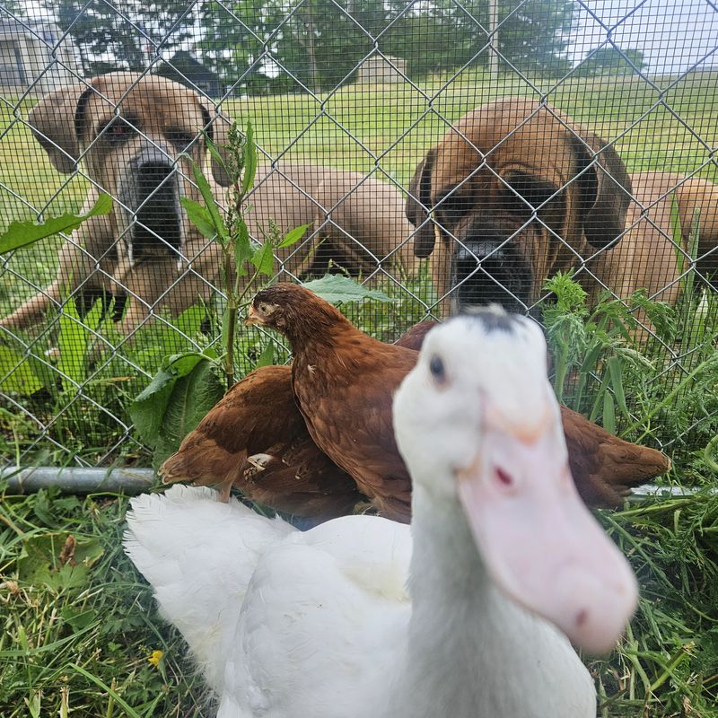 Albert and his daughter Maggie meeting Vivian the Muscovy and the chickens through the fence