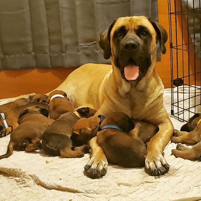 Mother Maso Mastiff lying with her nursing puppies