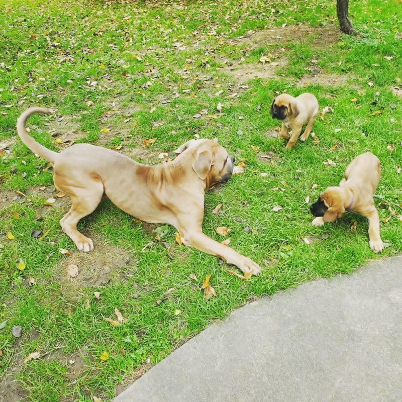 Fawn adult mastiff in a play bow with two mastiff puppies in the grass