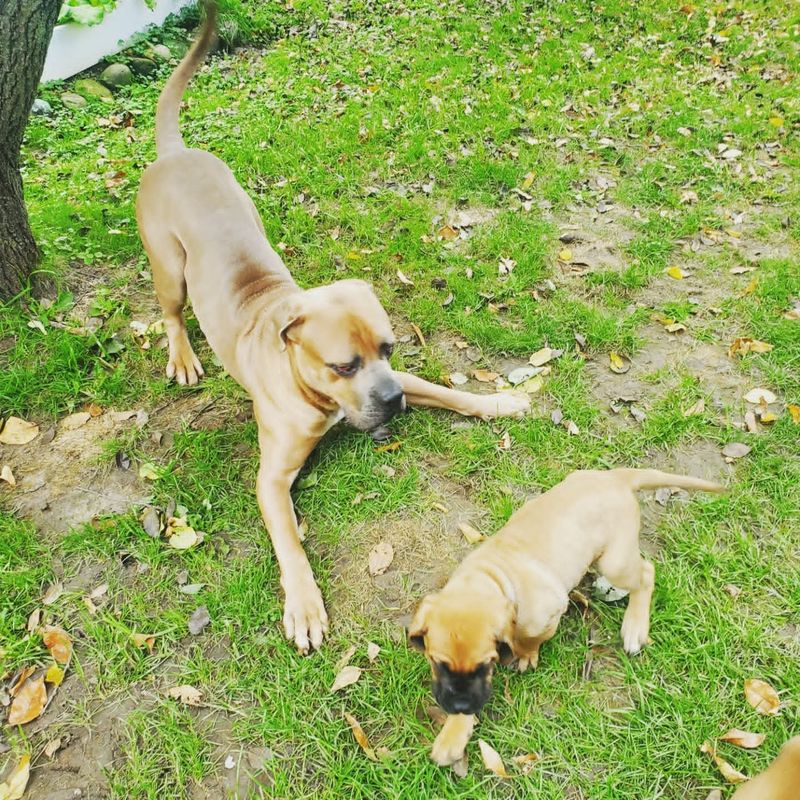 Mastiff playing with a puppy on the lawn