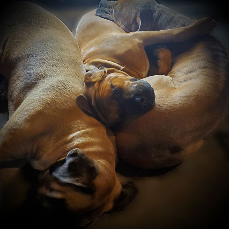 Two young puppies curled up asleep together