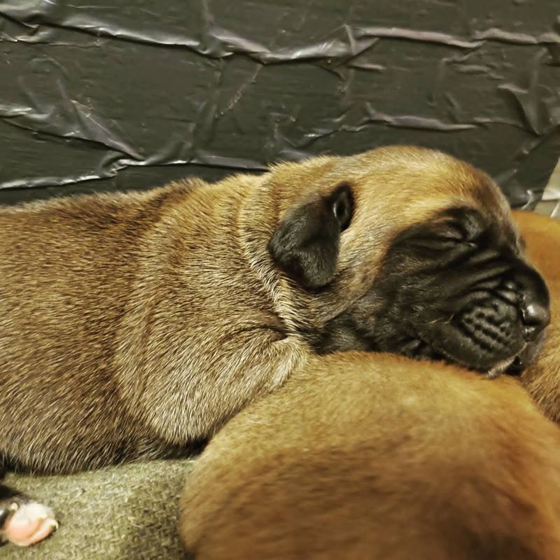 Close-up of a sleepy mastiff puppy