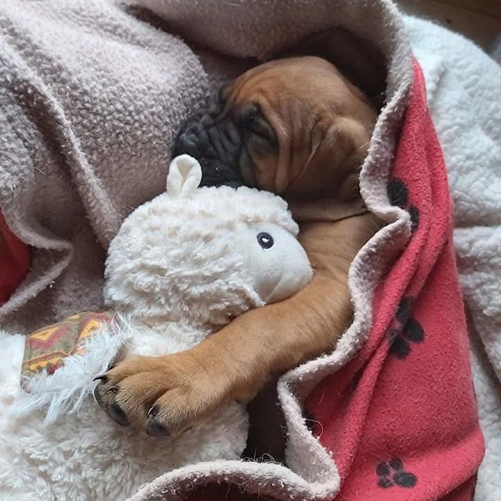 Puppy snuggled in a blanket with a stuffed toy