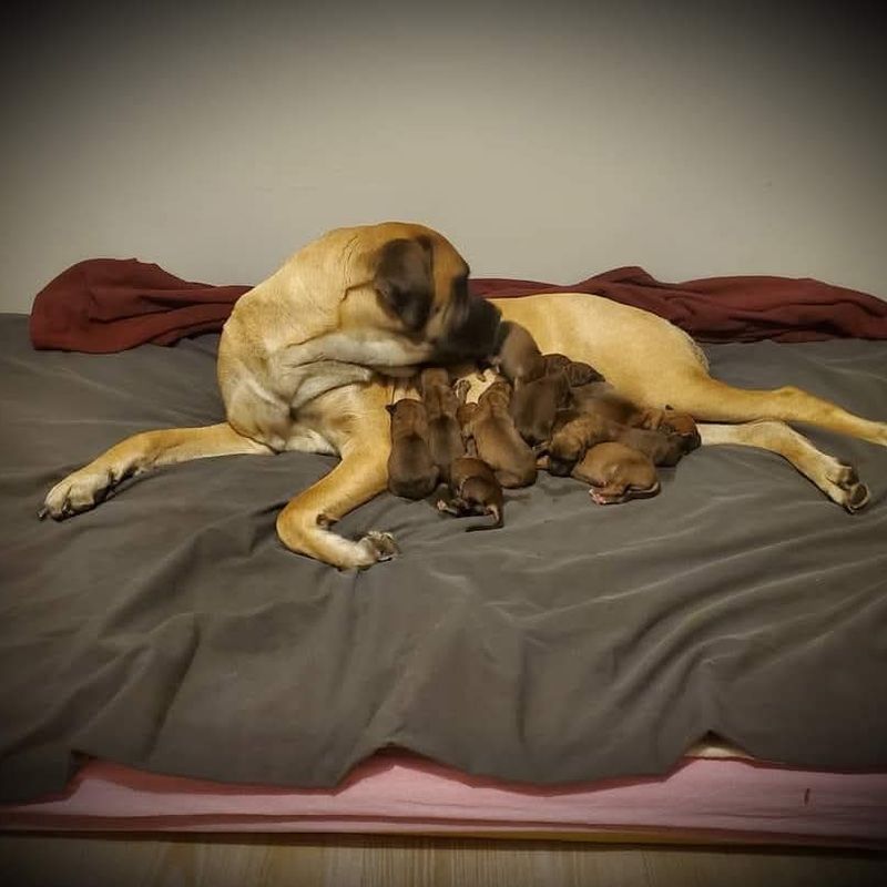 Puppies sleeping on a dog bed