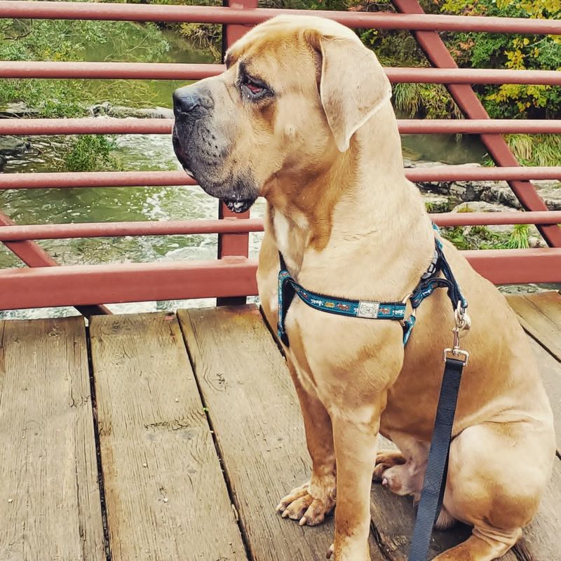 Young mastiff sitting calmly on a leash on the deck