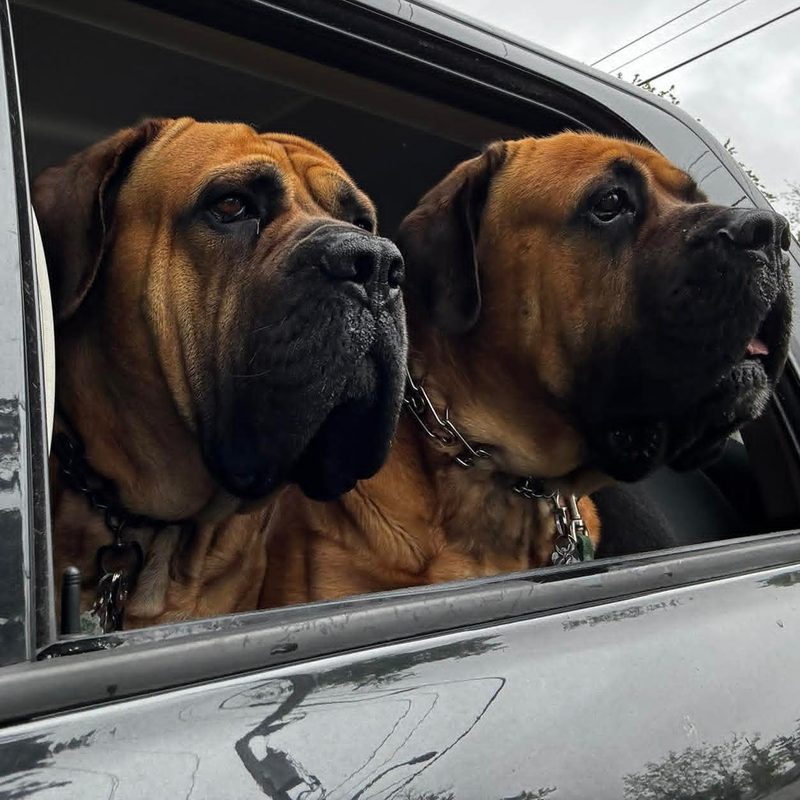 Gary and Tank, two Maso Mastiffs from our first litter, looking out a car window