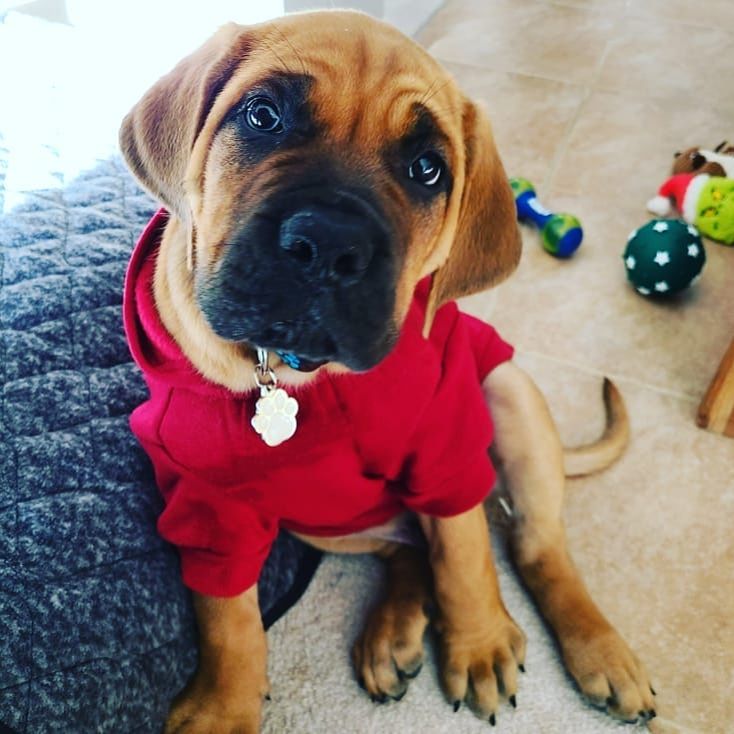 Cooper, a Maso Mastiff puppy from one of our past litters
