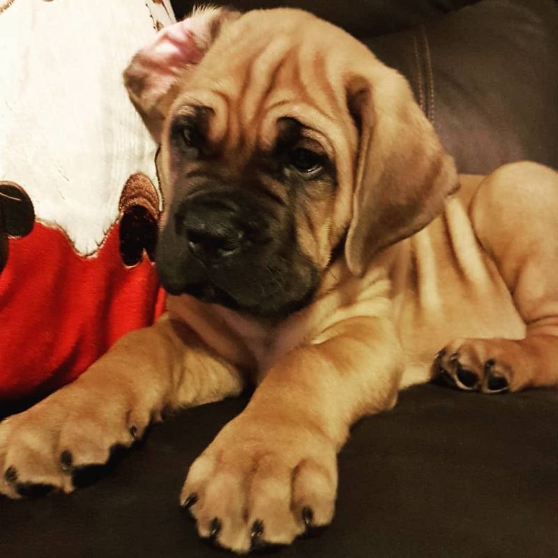 Hercules, a Maso Mastiff puppy from one of our past litters