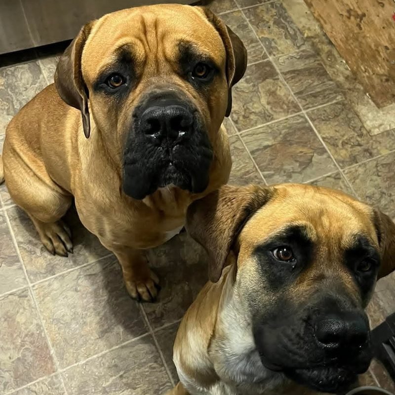 Kane and Wren, two fawn Maso Mastiffs sitting in a kitchen, both from the same litter as Maggie