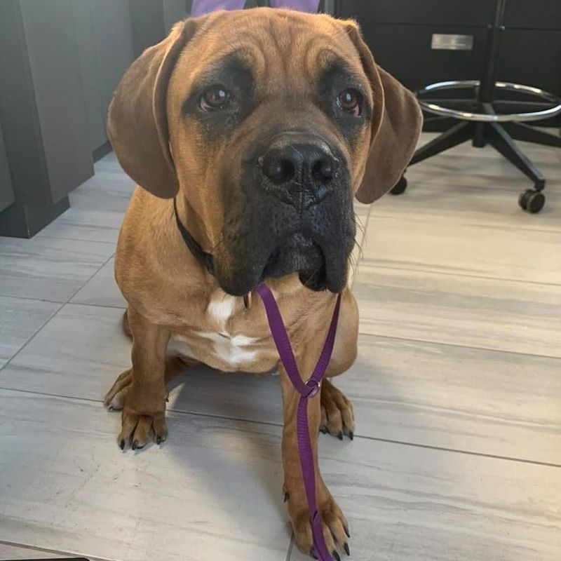 Maggie, a Maso Mastiff puppy from one of our past litters