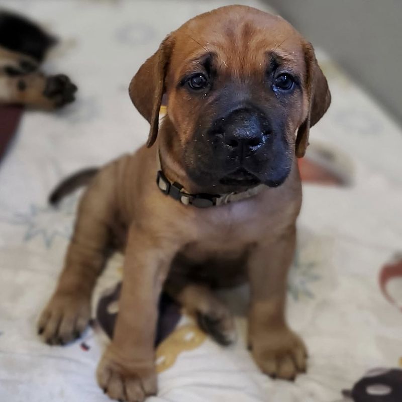 Seven, a Maso Mastiff puppy from one of our past litters