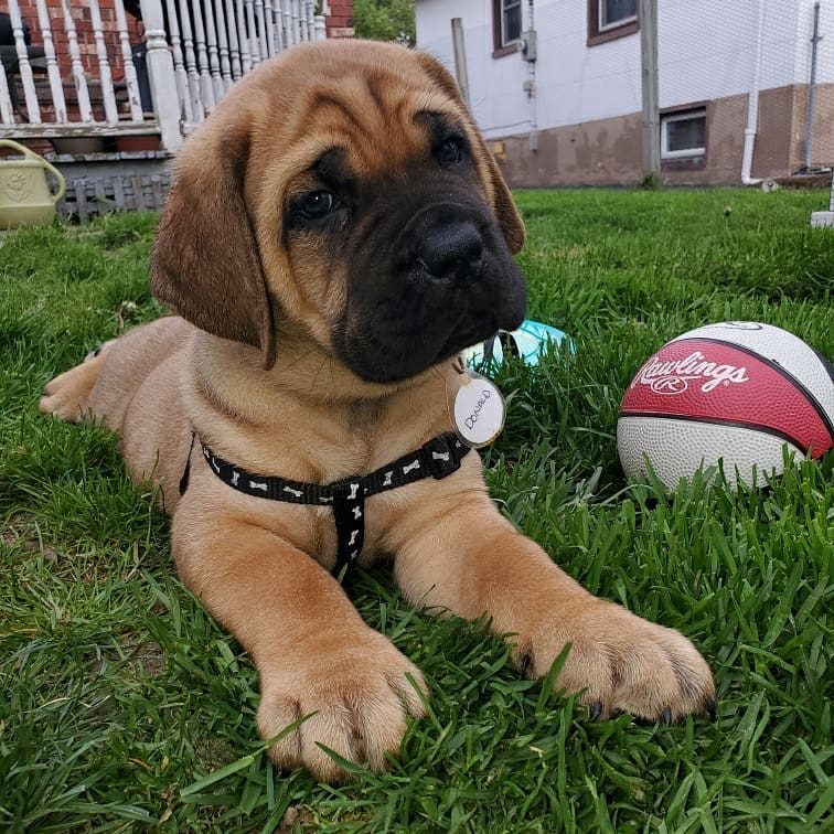Donald, a fawn Maso Mastiff puppy with a black mask, lying on the grass beside a ball