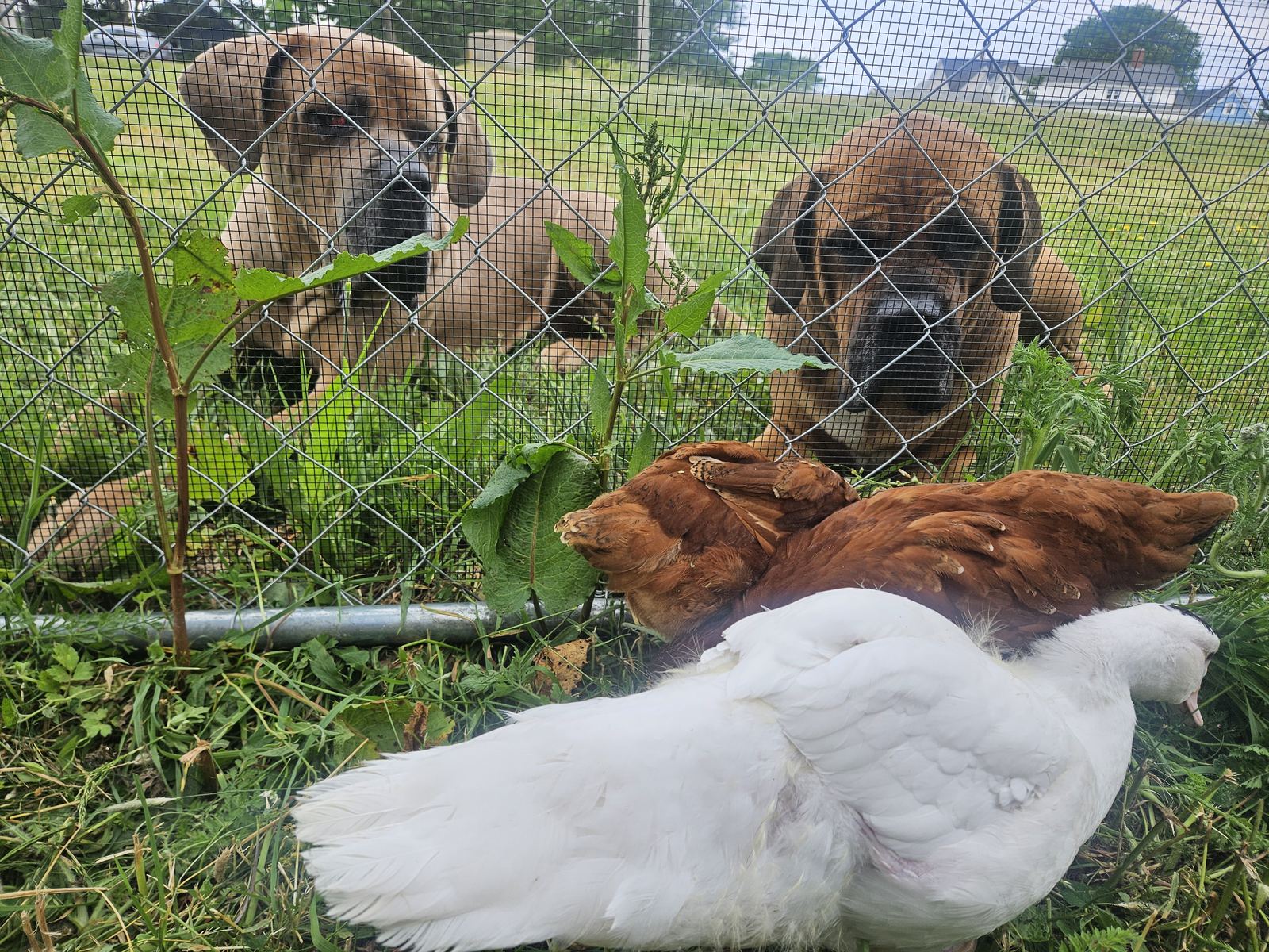 Albert and Maggie lying in the grass behind a wire fence, curiously watching Vivian the Muscovy and the chickens