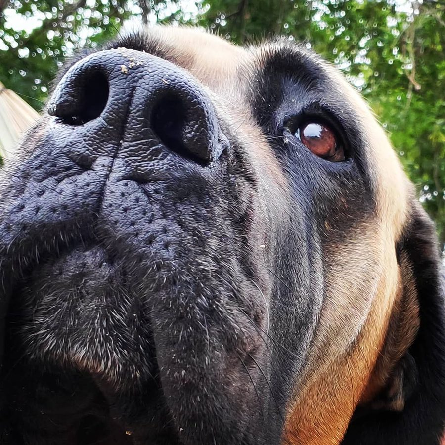 Close-up of Lucile, a fawn English Mastiff with a dark muzzle, looking toward the camera outdoors