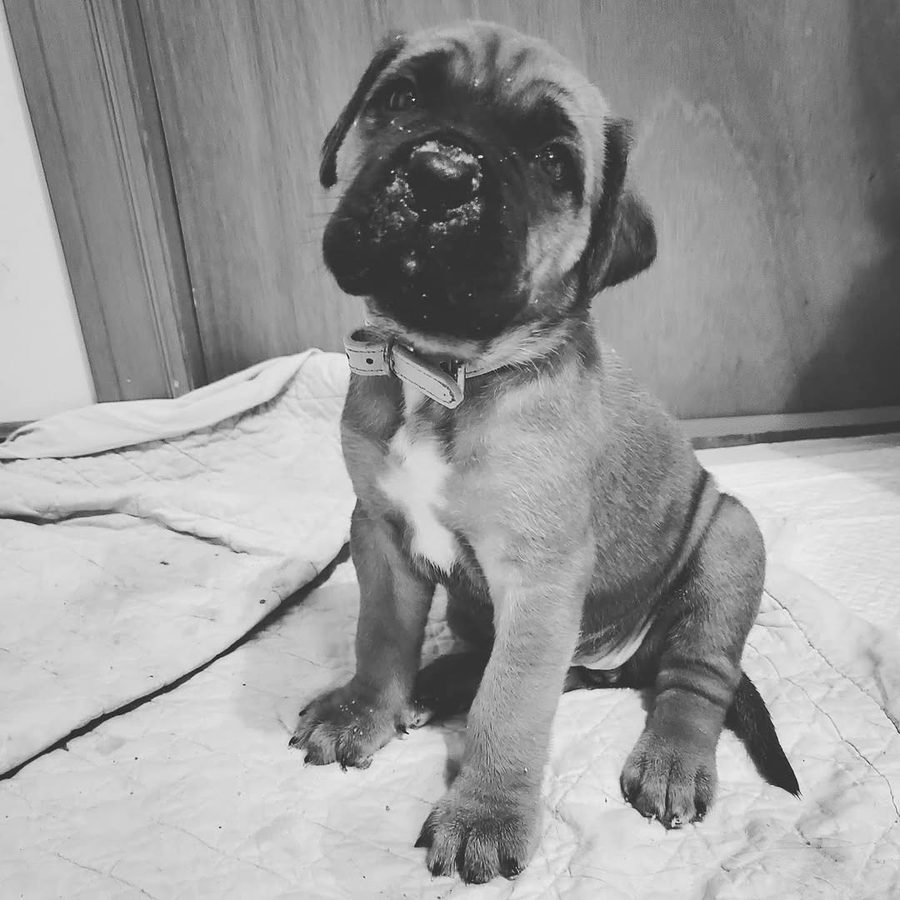 Maggie as a young Maso Mastiff puppy, sitting on a blanket, in black and white