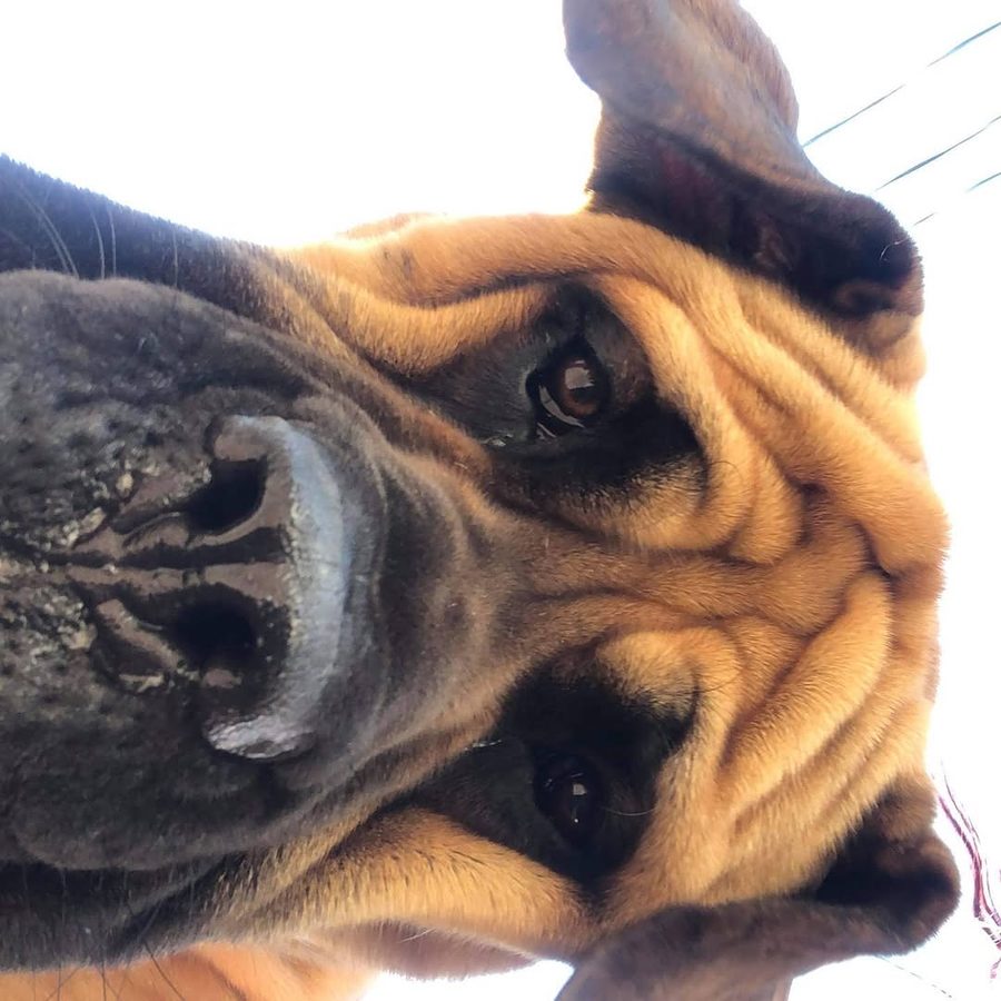 Tank, a fawn Maso Mastiff from our very first litter, looking down into the camera