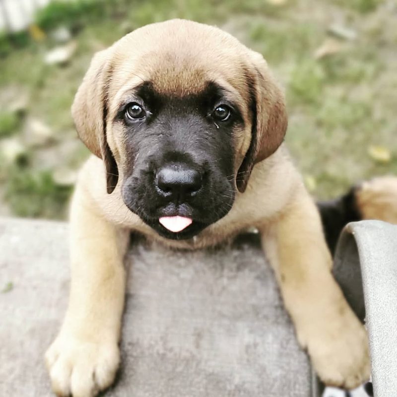 Piccard, a Maso Mastiff puppy from one of our past litters