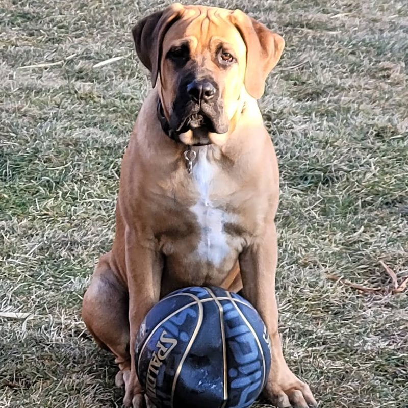Gus, a Maso Mastiff puppy from one of our past litters
