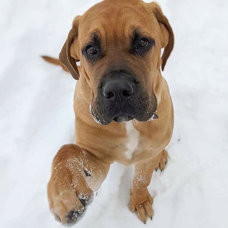 Bernard, a Maso Mastiff puppy from one of our past litters