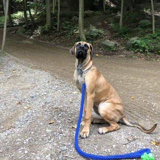 Stevie Nicks, a Maso Mastiff puppy from one of our past litters