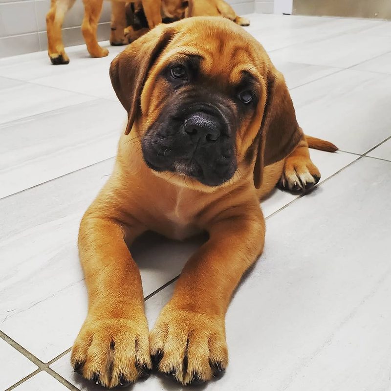 Hughie, a Maso Mastiff puppy from one of our past litters