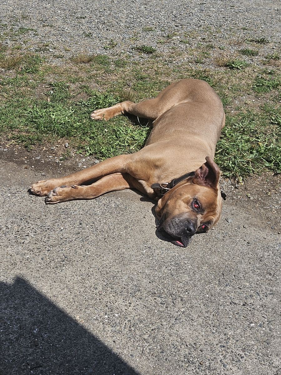 A young puppy stretched out asleep on a gravel road in the sun