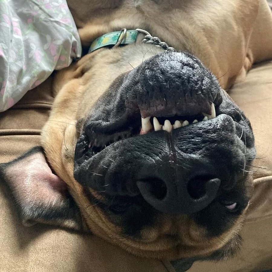 Stevie Nicks, a Maso Mastiff, lying upside down on a couch, completely relaxed